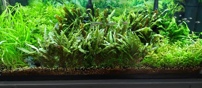 55 gallons planted tank (mostly live plants and fish) - My 55 Gallon Planted Aquarium 2-24-23