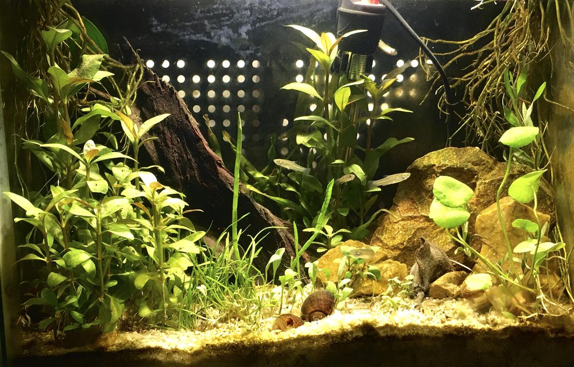 10 gallons planted tank (mostly live plants and fish) - Full view