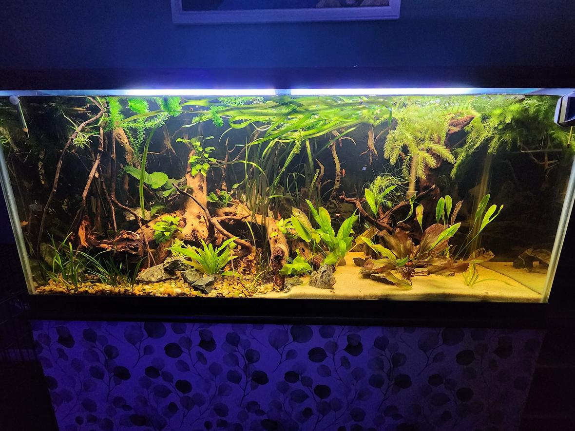 120 gallons planted tank (mostly live plants and fish) - 1st big tank, going for a realistic river bed setup. Only about 2 months in so still making changes and adjustments.