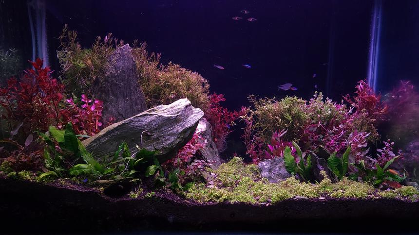 Rated #8: 56 Gallons Planted Tank - Mixed style aquascape.