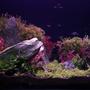 56 gallons planted tank (mostly live plants and fish) - Mixed style aquascape.