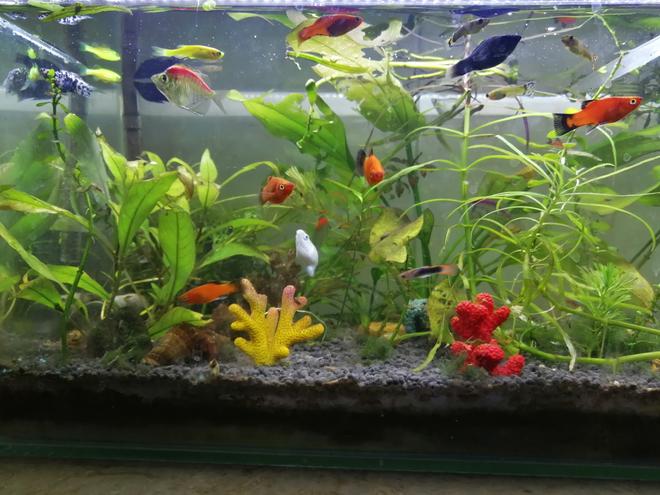 20 gallons planted tank (mostly live plants and fish) - Aquascape By AquaDeVida