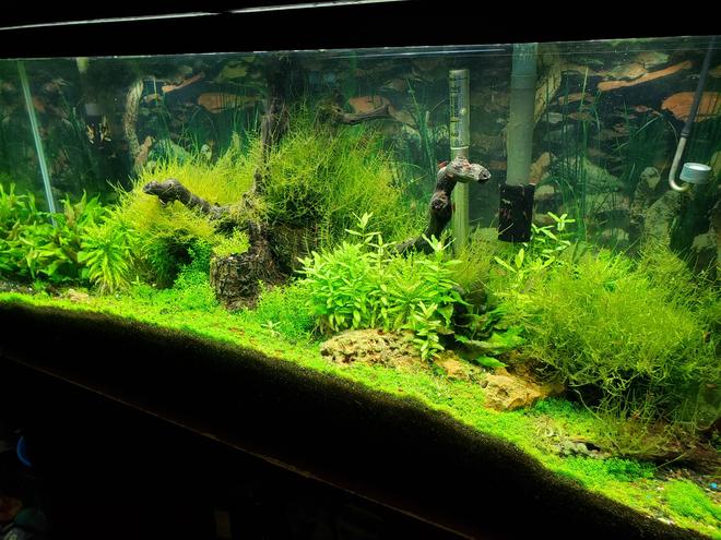 55 gallons planted tank (mostly live plants and fish) - 55 gallon fully planted tank with Co2 and fertilized regularly. houses hundreds of freshwater shrimp