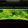 freshwater fish stocking in 55 gallons tank - 55 gallon planted tank with ferts and Co2.