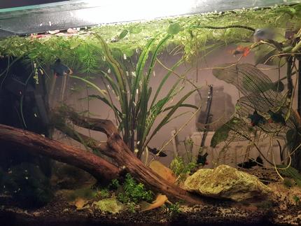 30 gallons planted tank (mostly live plants and fish) - My first fish tank