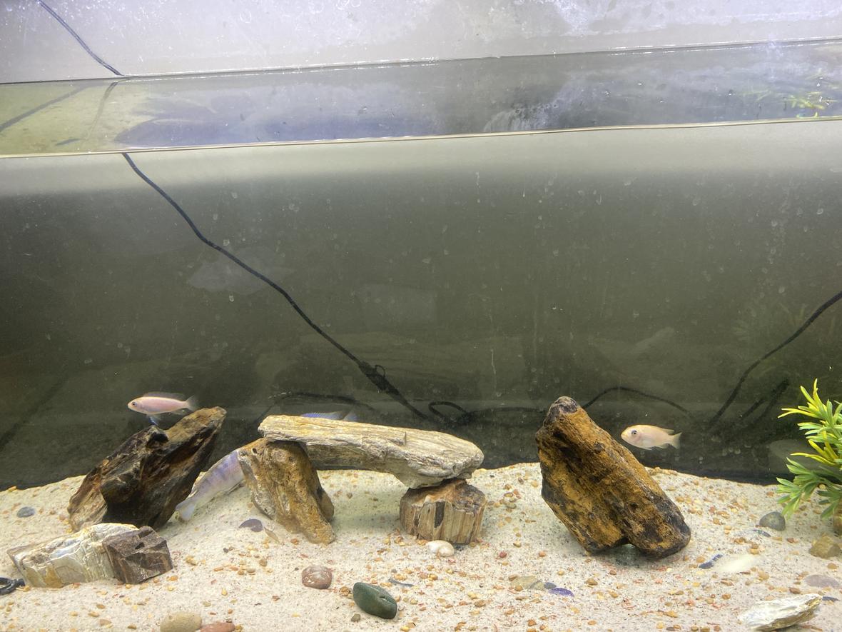 60 gallons freshwater fish tank (mostly fish and non-living decorations) - Cclido