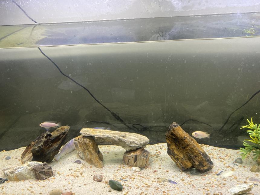 Rated #10: 60 Gallons Freshwater Fish Tank - Cclido