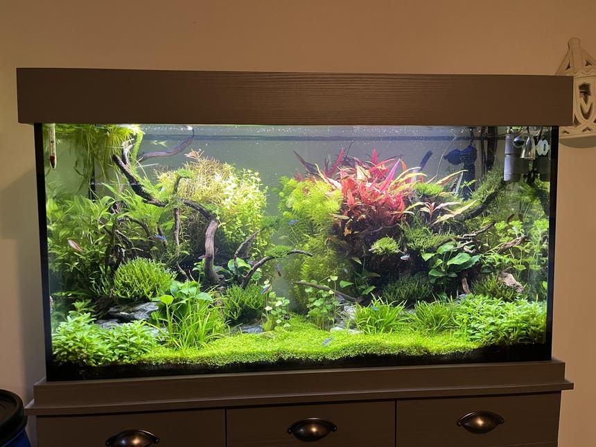 Rated #8: 55 Gallons Planted Tank - First ever aquascape 10 weeks in!