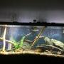 75 gallons freshwater fish tank (mostly fish and non-living decorations) - American Cichlids