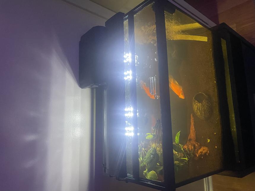 Rated #12: 20 Gallons Freshwater Fish Tank - Is this good enough for a parrot cichlid