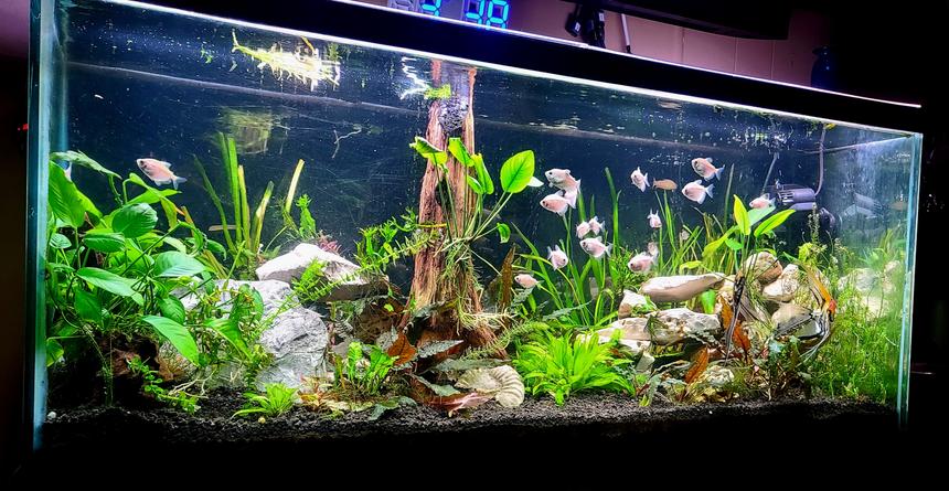 Rated #15: 75 Gallons Planted Tank - Simple planted tank.