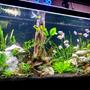 75 gallons planted tank (mostly live plants and fish) - Simple planted tank.