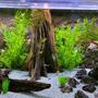 fish tank picture - Universal Rocks - Tree Stump #1