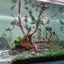 fish tank picture - 2nd view (Forest)
