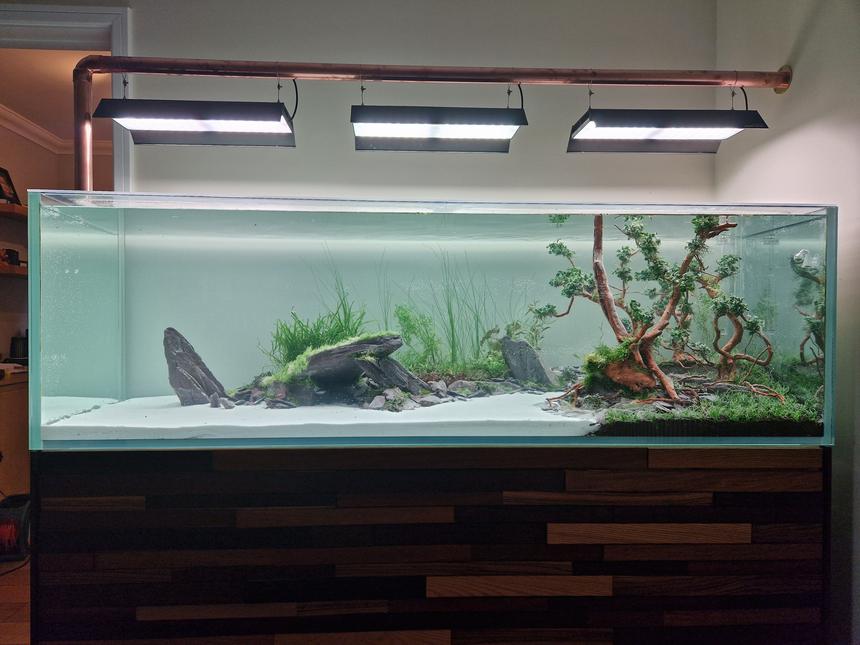Rated #17: 120 Gallons Planted Tank - Full View planted today