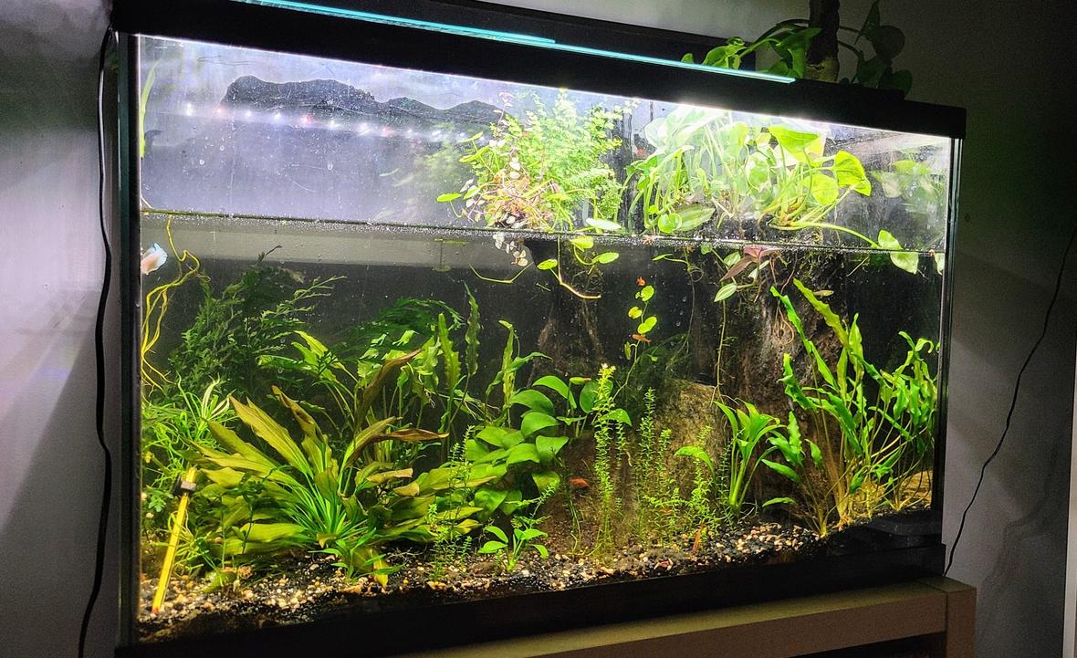 29 gallons planted tank (mostly live plants and fish) - Heavily Planted 29 Gallon with many emersed plants on. Driftwood
