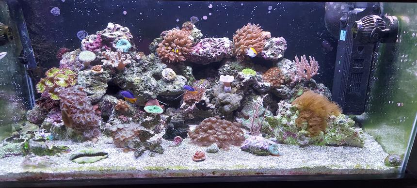 Rated #1: 46 Gallons Reef Tank - 40 breeder mixed reef
