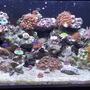 46 gallons reef tank (mostly live coral and fish) - 40 breeder mixed reef