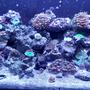 46 gallons reef tank (mostly live coral and fish) - 40 breeder mixed reef