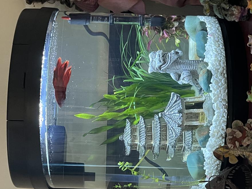 4 gallons planted tank (mostly live plants and fish) - Live plant oriental theme betta tank