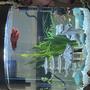 4 gallons planted tank (mostly live plants and fish) - Live plant oriental theme betta tank