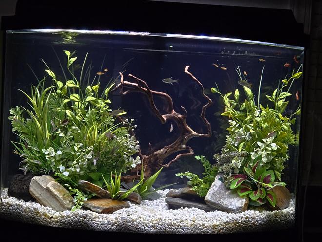 36 gallons freshwater fish tank (mostly fish and non-living decorations) - I get lost in this world every day!