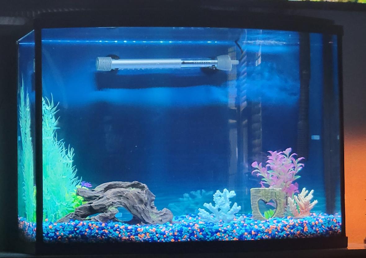 fish tank picture - Tank with fake plants, unstocked.