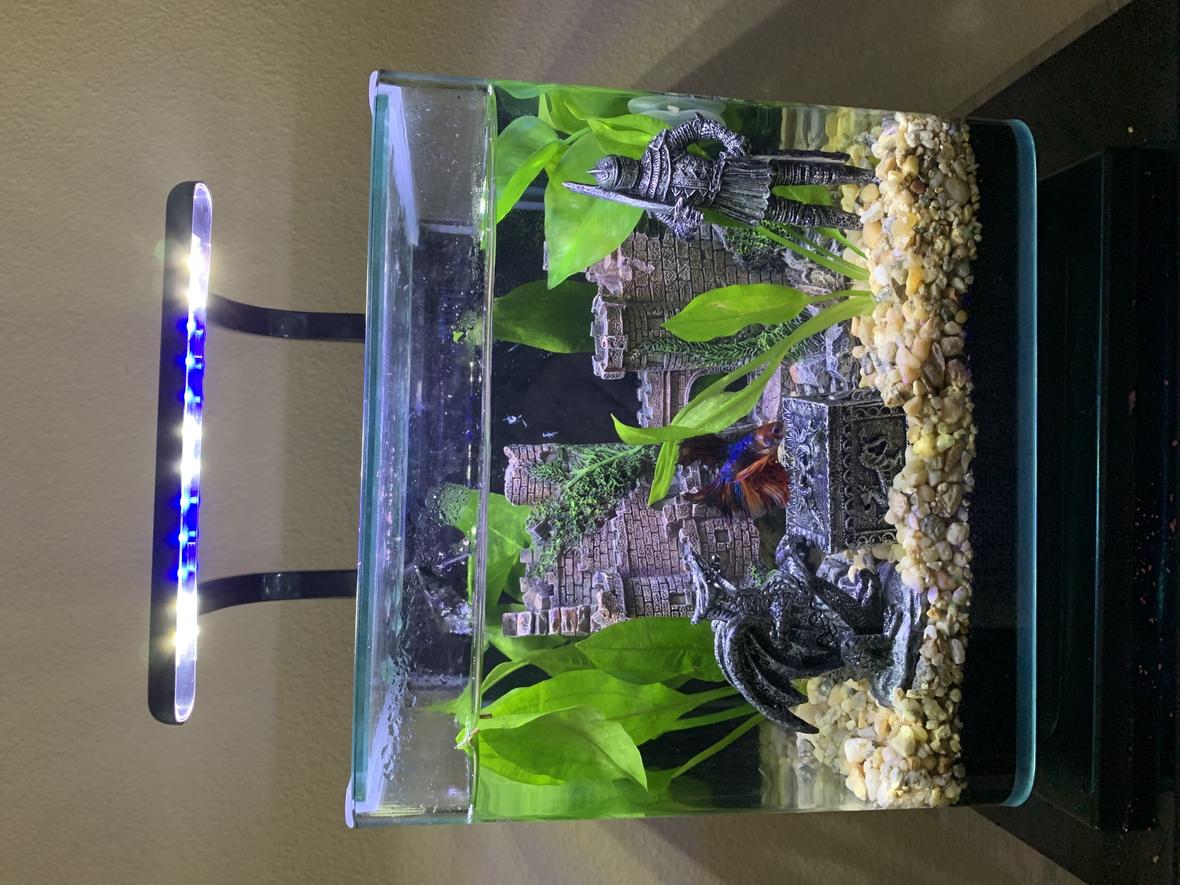 3 gallons freshwater fish tank (mostly fish and non-living decorations) - Braveheart theme
