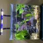 3 gallons freshwater fish tank (mostly fish and non-living decorations) - Braveheart theme