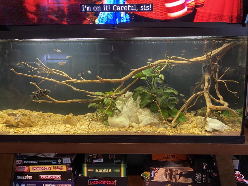 Rated #34: 55 Gallons Planted Tank - Tetras mild Powerhead for river style current