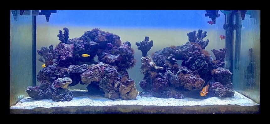 Rated #1: Saltwater Fish Stocking In 46 Gallons Tank - My 50 gallon