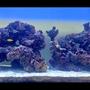 saltwater fish stocking in 46 gallons tank - My 50 gallon