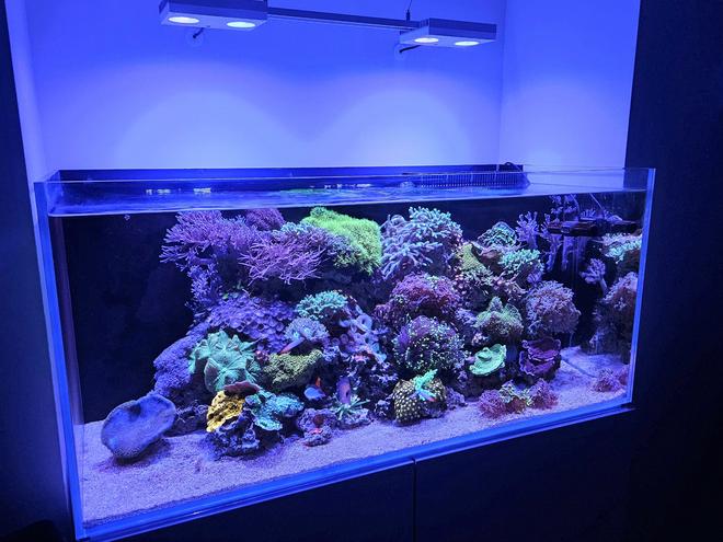 95 gallons reef tank (mostly live coral and fish) - 95 gallons