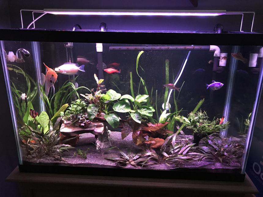 Rated #4: 29 Gallons Planted Tank - Front View