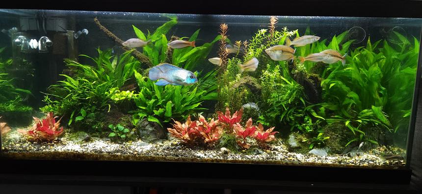Rated #9: 75 Gallons Planted Tank - 75 gallon rainbow and acara tank