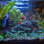 10 gallons planted tank (mostly live plants and fish) - I like it