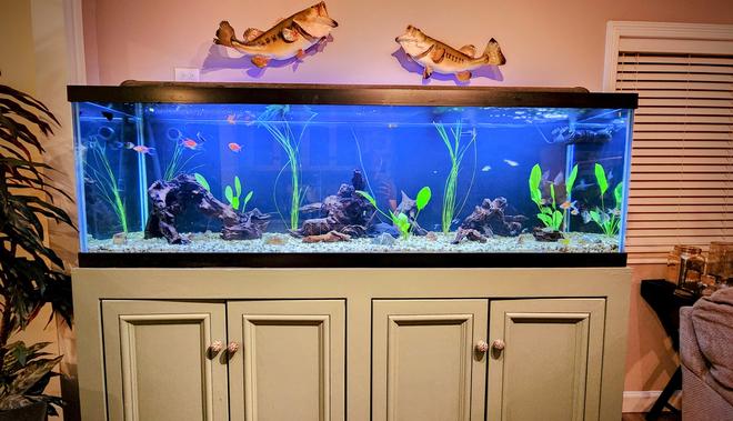 125 gallons planted tank (mostly live plants and fish) - 125-gallon freshwater aquarium with vibrant purple teak driftwood, lush Amazon sword plants, and towering giant hair-grass. Decorated with unique rocks sourced from Arkansas. Home to a diverse community of fish spanning multiple generations.