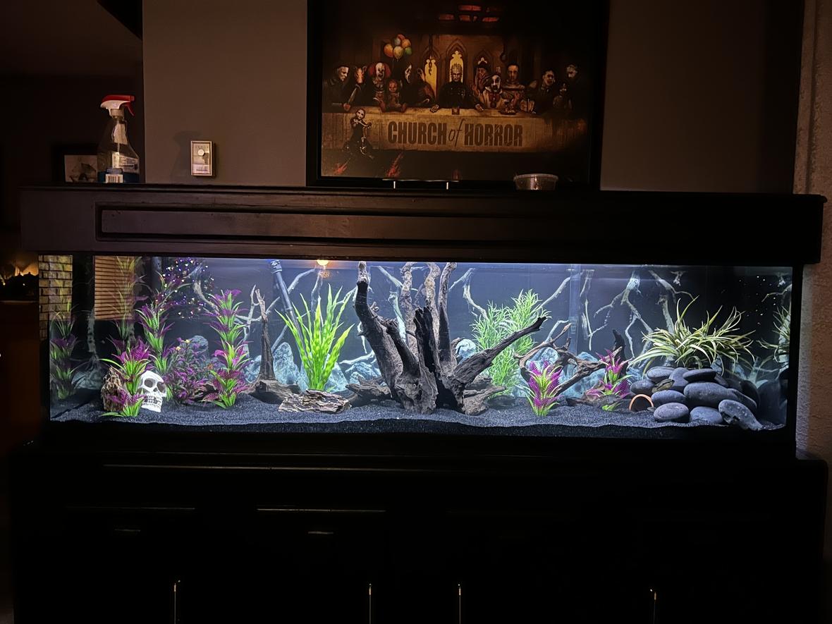 125 gallons freshwater fish tank (mostly fish and non-living decorations) - Fresh water 125