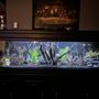 125 gallons freshwater fish tank (mostly fish and non-living decorations) - Fresh water 125