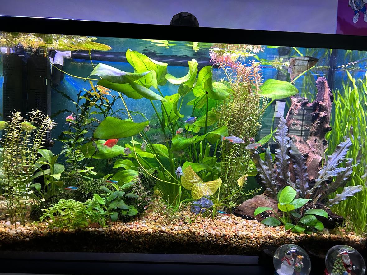 fish tank picture - 12.17.23