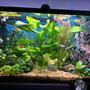fish tank picture - 12.17.23