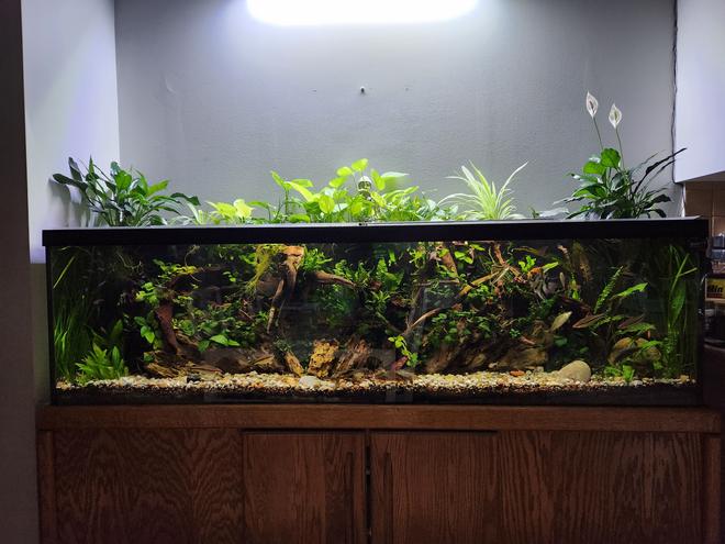 freshwater fish stocking in 125 gallons tank - Recaped the 125g with a hardscape focus. Added more driftwood and dragon stone. - December 2023