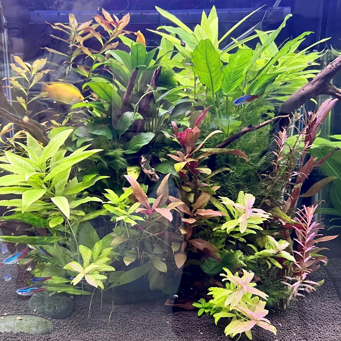21 gallons planted tank (mostly live plants and fish) - Freshwater planted tank
