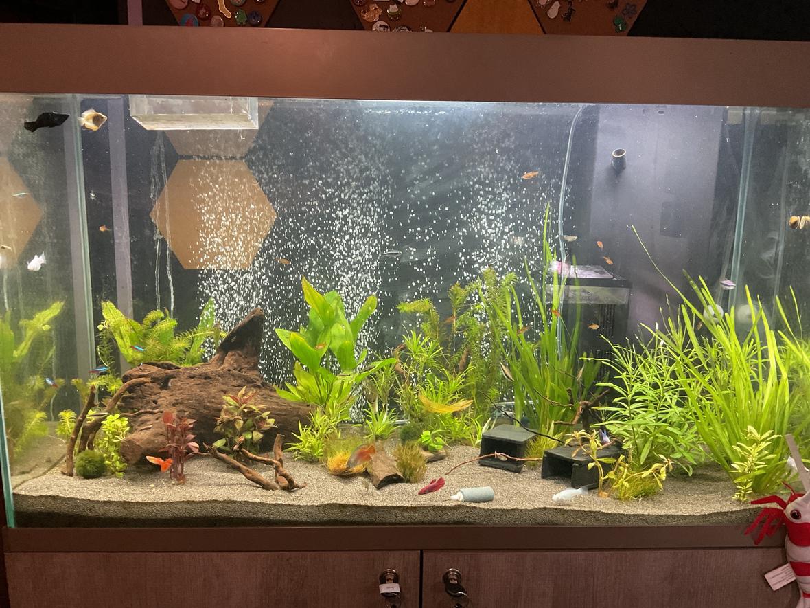 60 gallons planted tank (mostly live plants and fish) - 60g planted freshwater tank with fish and shrimp
