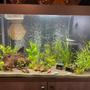 60 gallons planted tank (mostly live plants and fish) - 60g planted freshwater tank with fish and shrimp