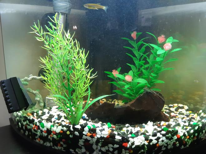 6 gallons freshwater fish tank (mostly fish and non-living decorations) - Corner tank