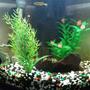 6 gallons freshwater fish tank (mostly fish and non-living decorations) - Corner tank