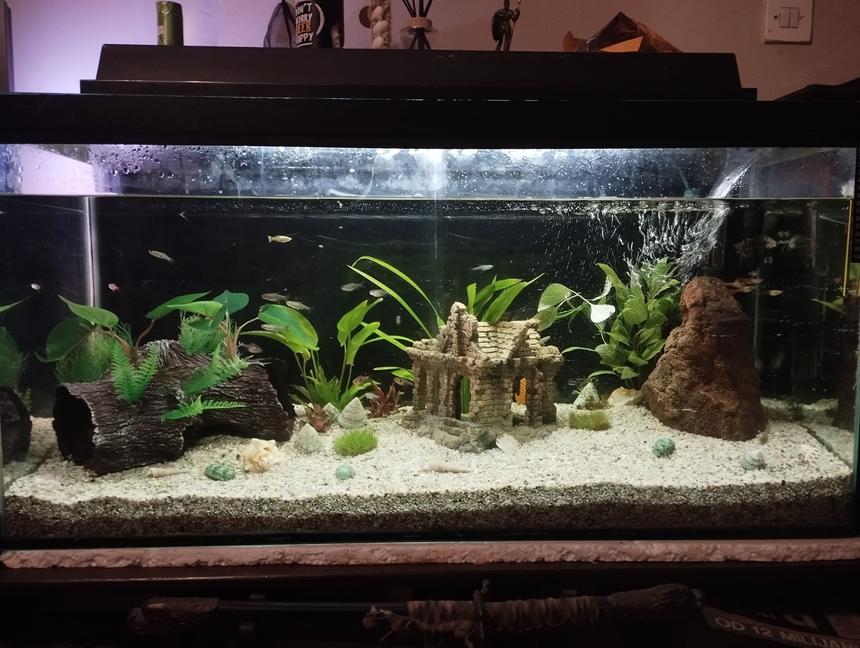 Rated #16: 66 Gallons Planted Tank - Tropical fish tank with 6 diffrent fish species.