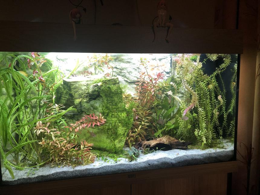 Rated #9: 33 Gallons Planted Tank - -