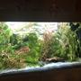 33 gallons planted tank (mostly live plants and fish) - -